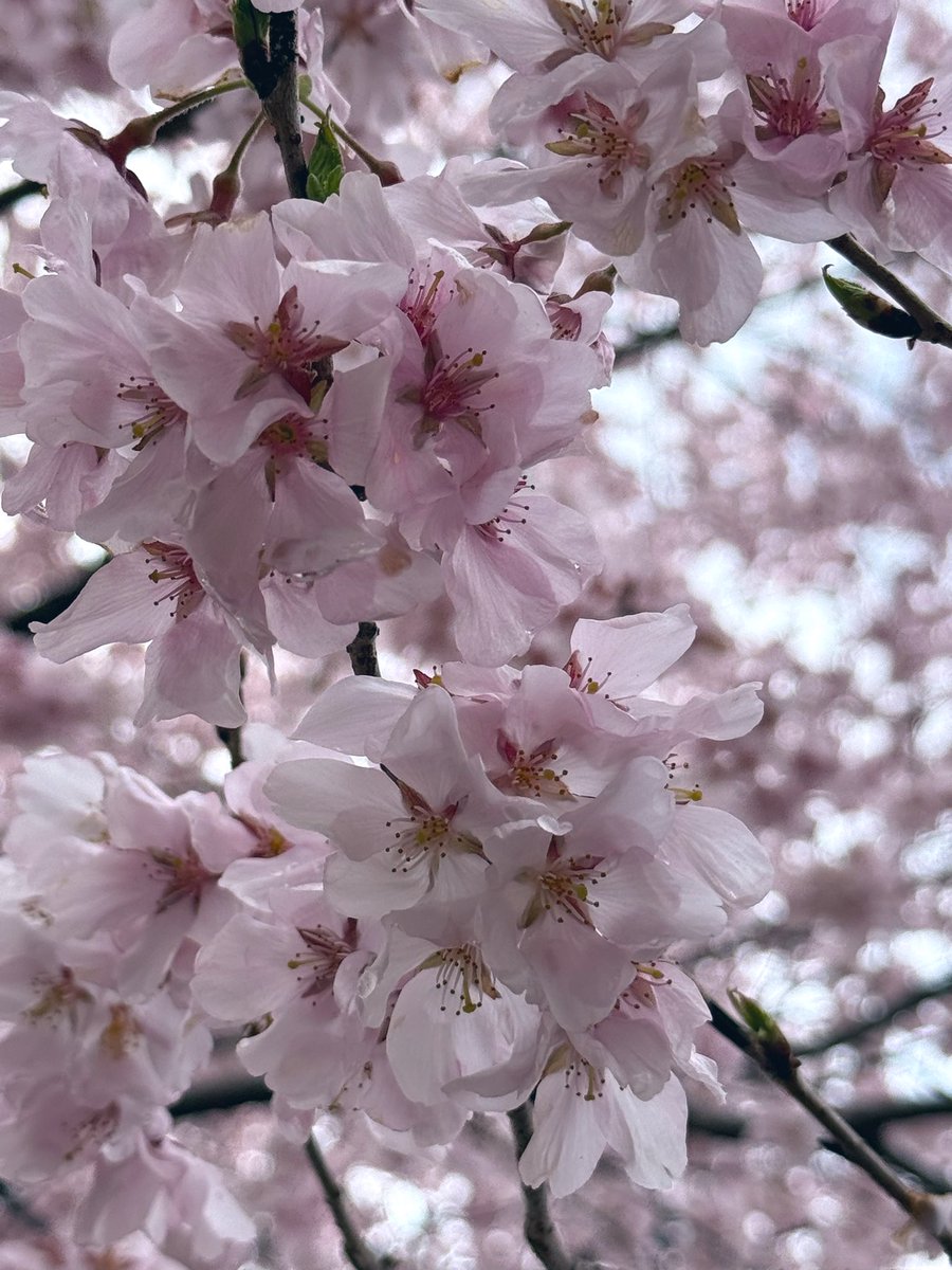 サト(satoosato) tweet media