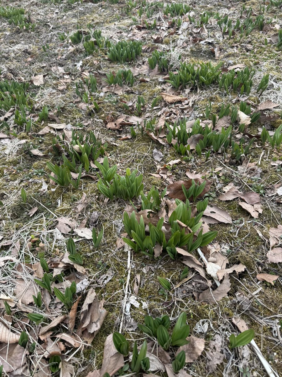 シュウ tweet media