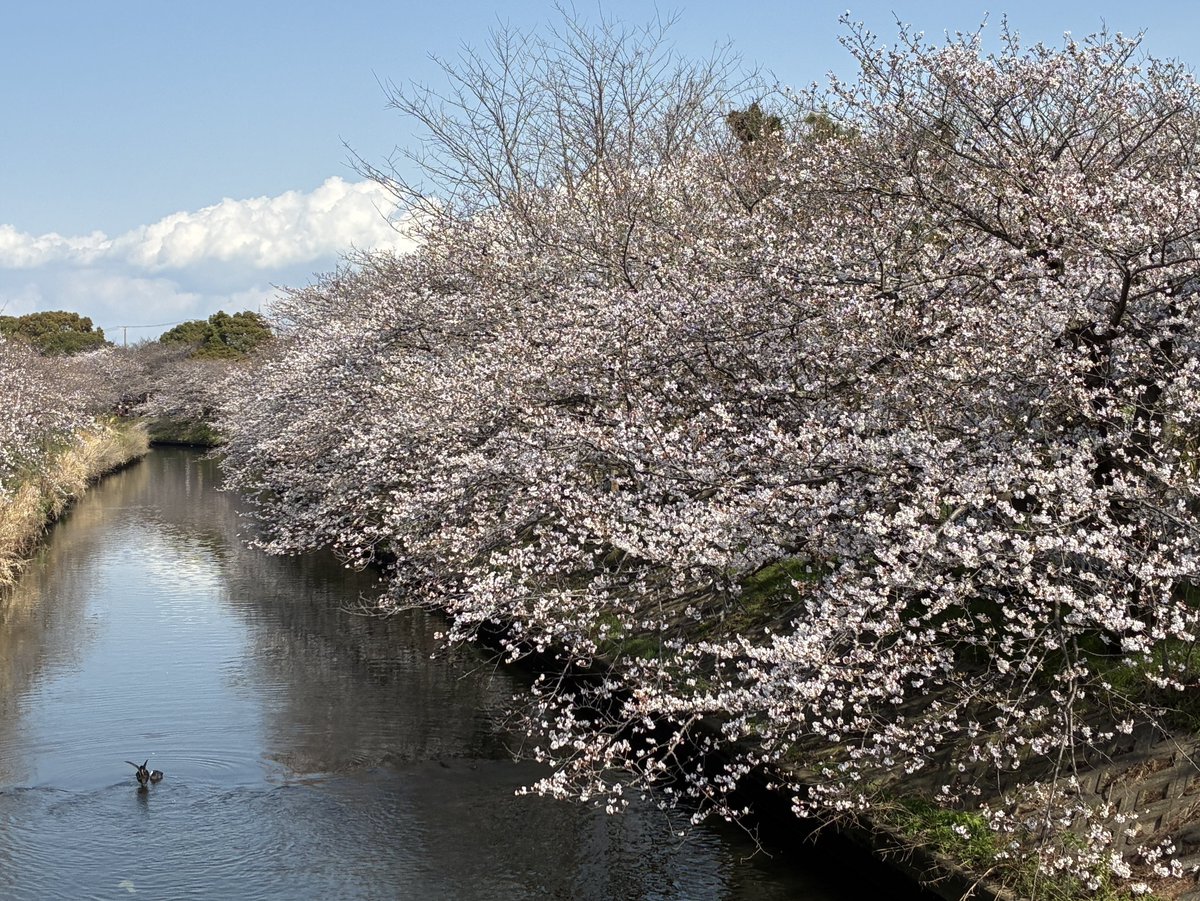 moo runner tweet media