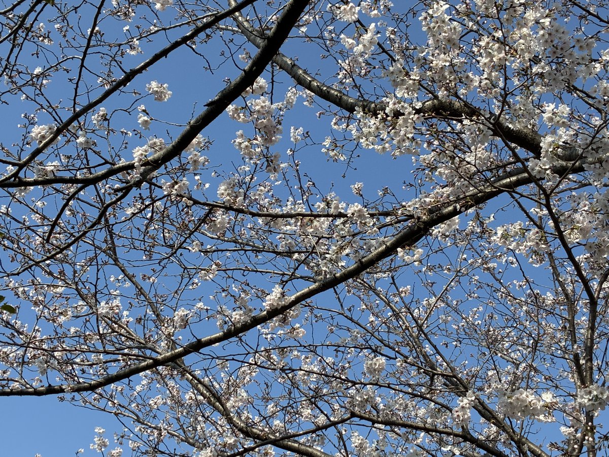 moo runner tweet media