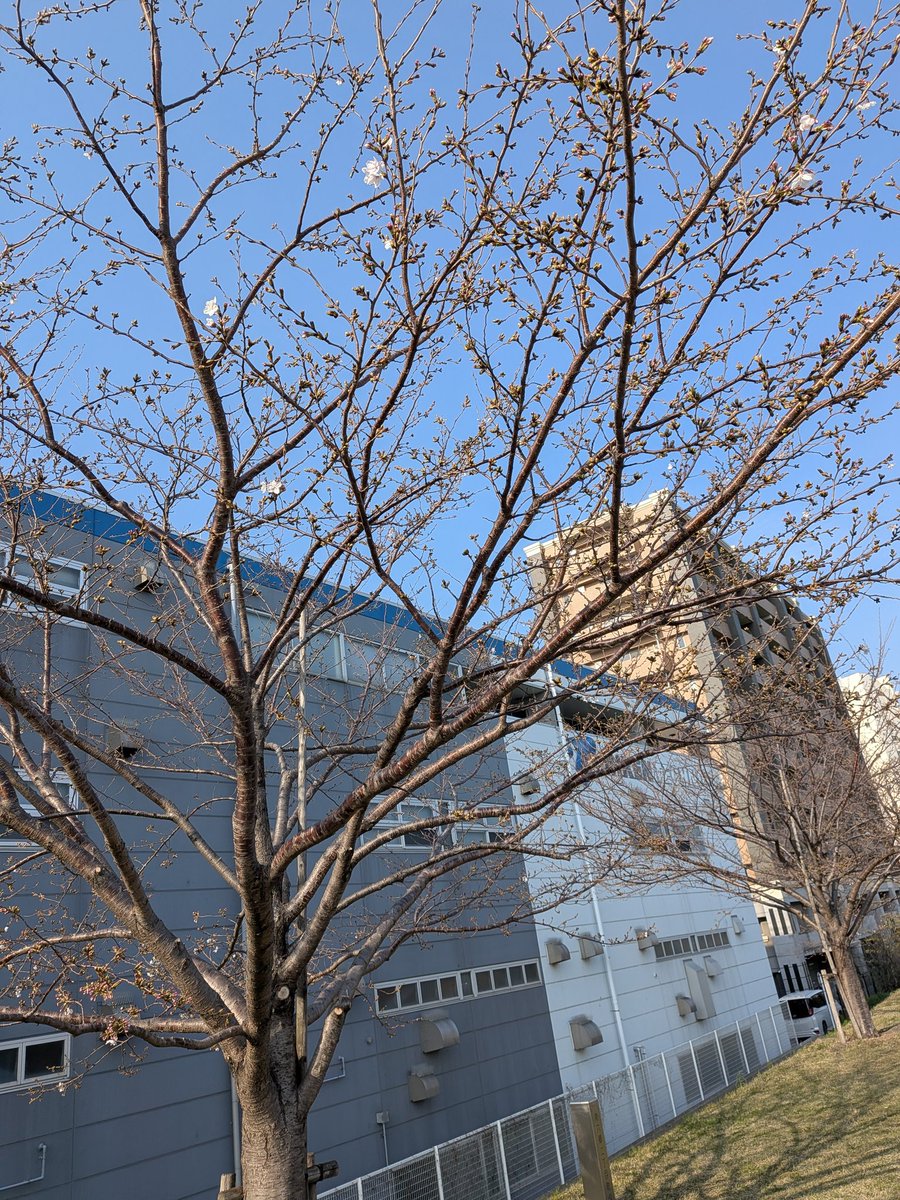 オヒョウどん tweet media