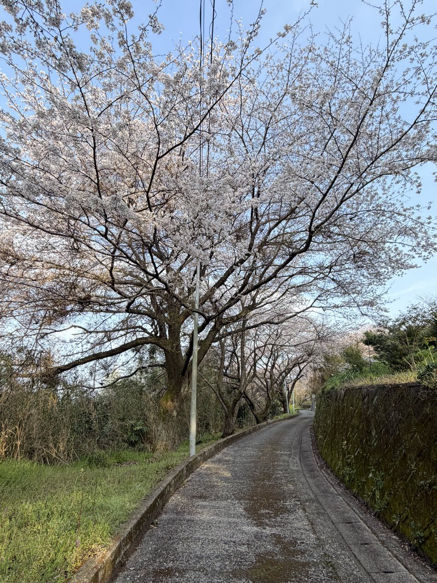 djd634's tweet photo. @zebrahead 午後散歩🌸　ご近所のお庭の桜がお見事😍 https://t.co/Da7F6J6trw