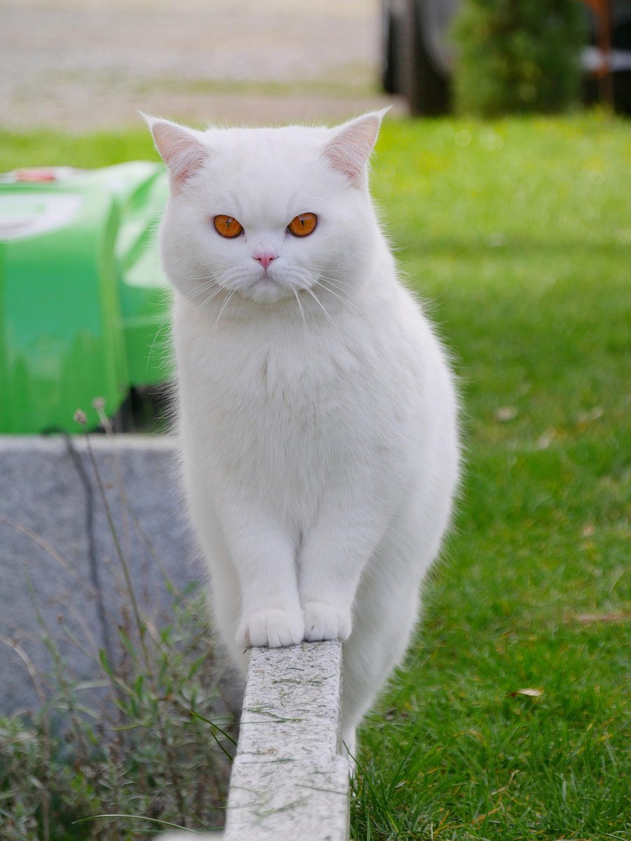 𝐒atoru tweet media