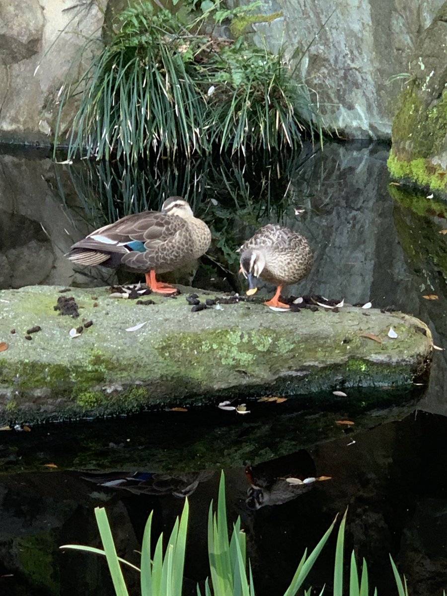 ももちゃん tweet media