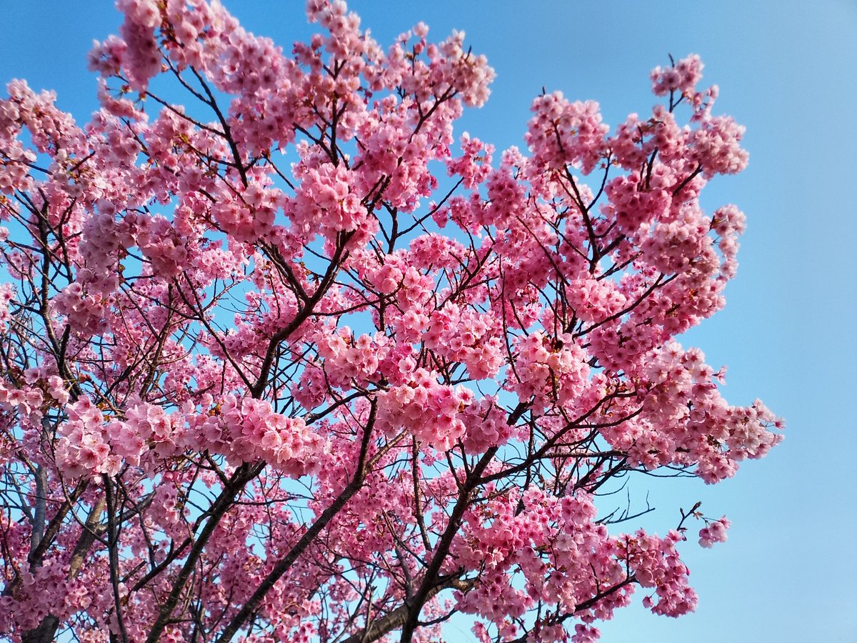 Cesse🍶 tweet media