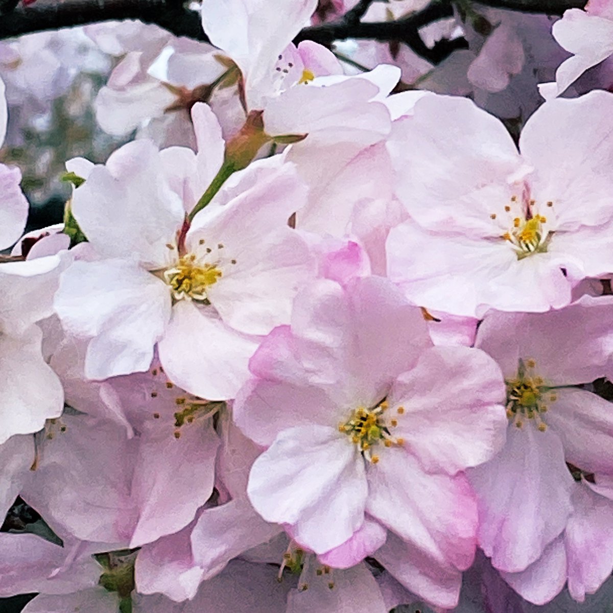 庭から生えてるお団子 tweet media