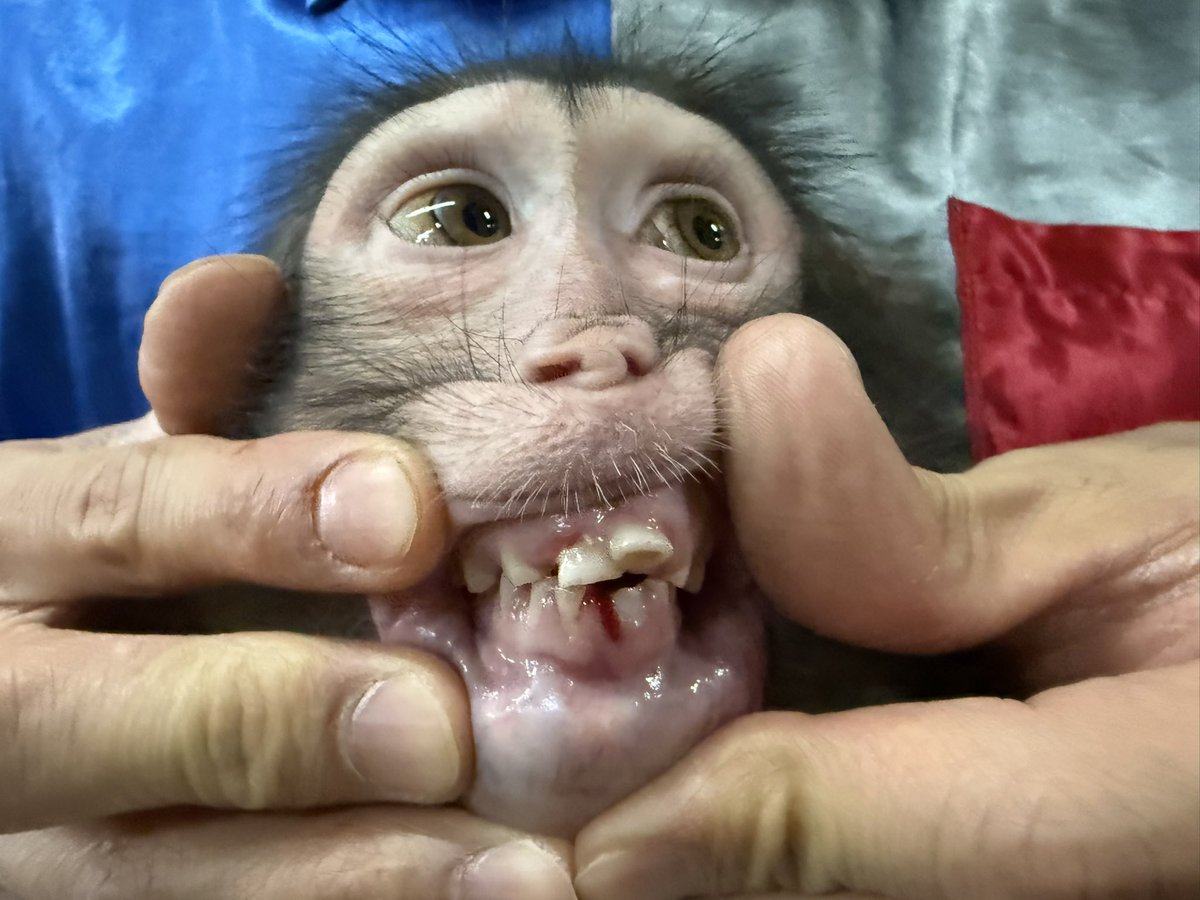 下奥彰「エスハウス」 tweet media