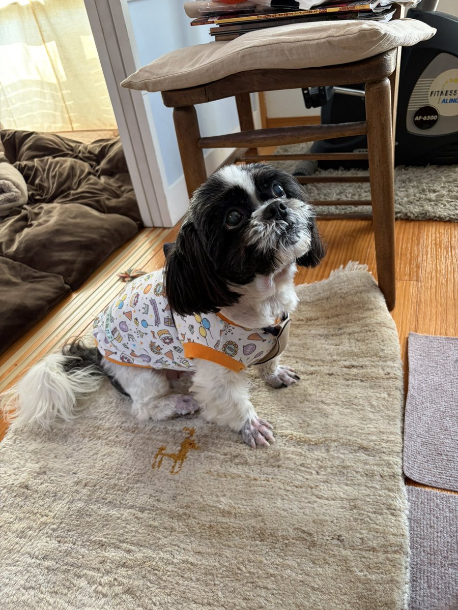 きな粉=煎兵衛もなか✴︎L☉ ͜ ⊙p♢ tweet media