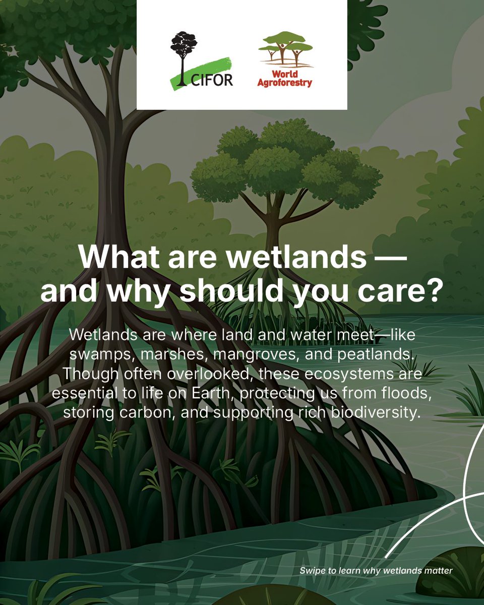 TheLandAlliance's tweet photo. What are wetlands, and why should we care about them?

Swipe through this carousel to explore why wetlands matter for people, nature, and climate.

🔗 : https://t.co/4KgyJhgaJr

#WetlandsMatter https://t.co/SmyTwVLFTJ