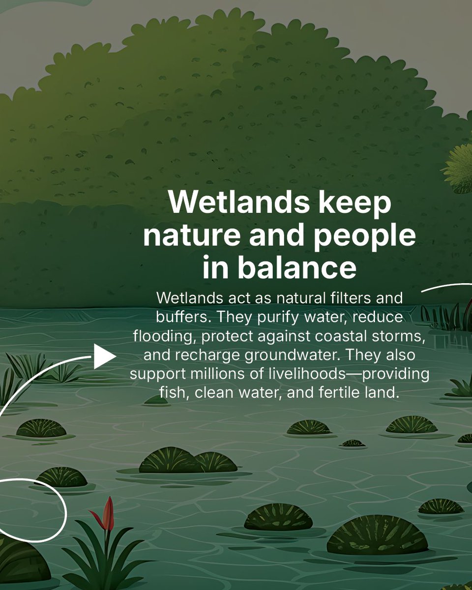 TheLandAlliance's tweet photo. What are wetlands, and why should we care about them?

Swipe through this carousel to explore why wetlands matter for people, nature, and climate.

🔗 : https://t.co/4KgyJhgaJr

#WetlandsMatter https://t.co/SmyTwVLFTJ