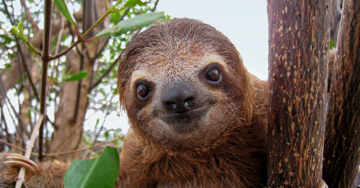DimaRusho's tweet photo. Mother nature created no dumber creature than the slow loris except for Elon Musk https://t.co/OCoRBVz3r2
