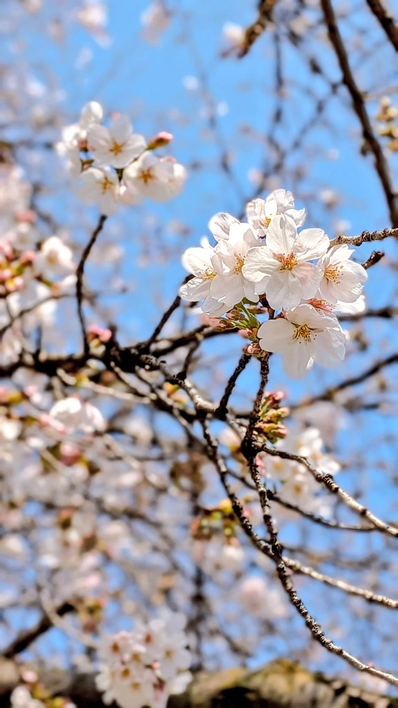 asamisidayo's tweet photo. \🌸·°/ https://t.co/Oxz8xFIA8H