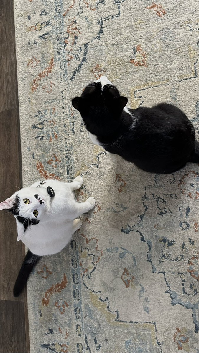xmi21_'s tweet photo. عيالي♥️🐈‍⬛🍃 https://t.co/dDUuT5m6h6
