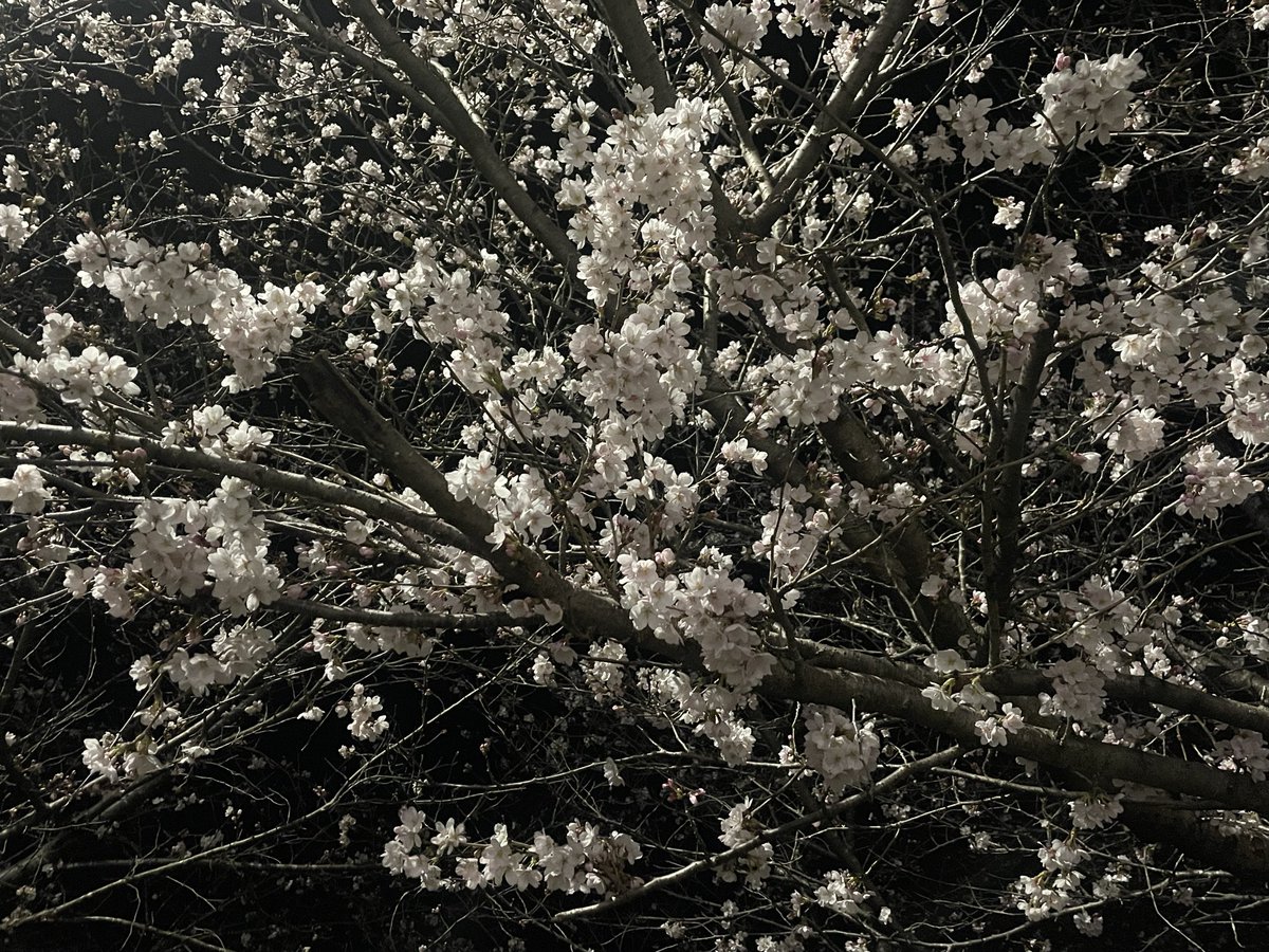 🌺銀チャ🌺 tweet media