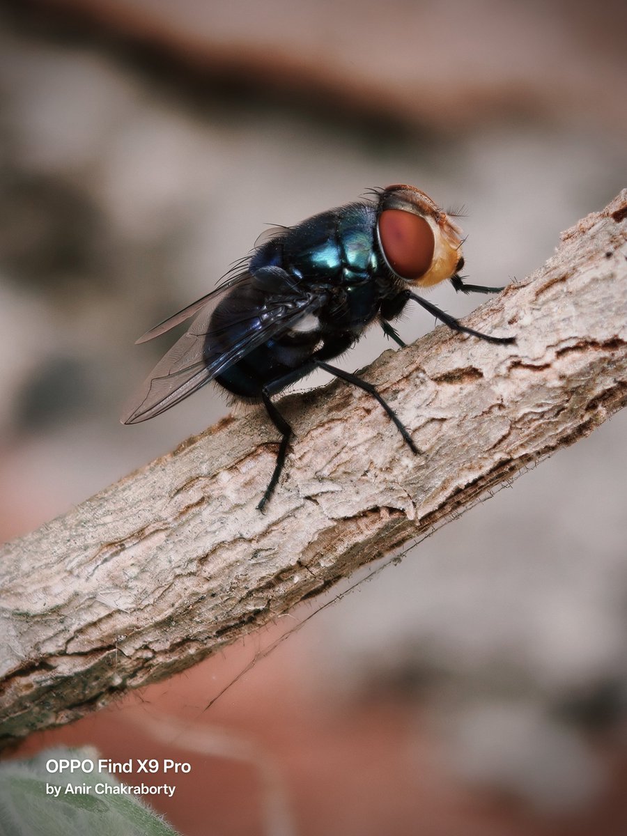 Anir Chakraborty tweet media