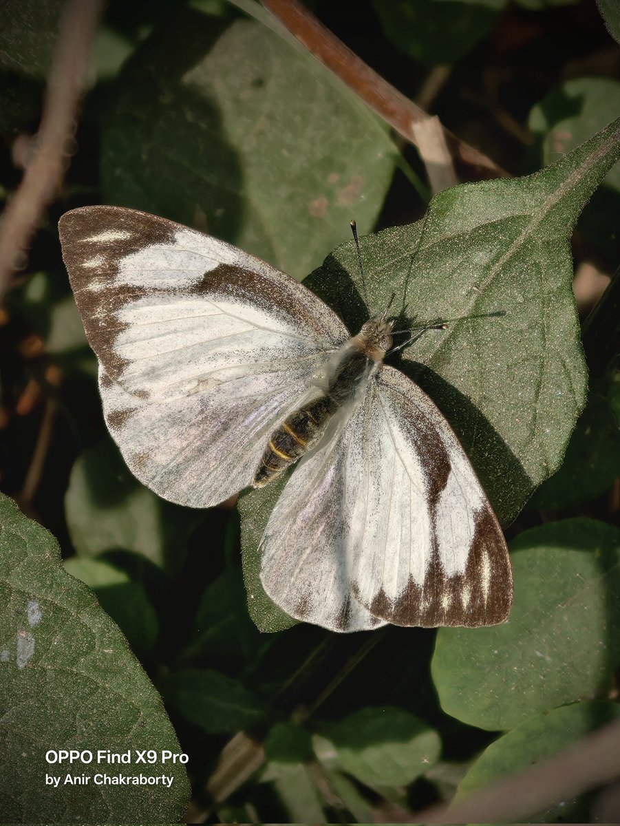 Anir Chakraborty tweet media