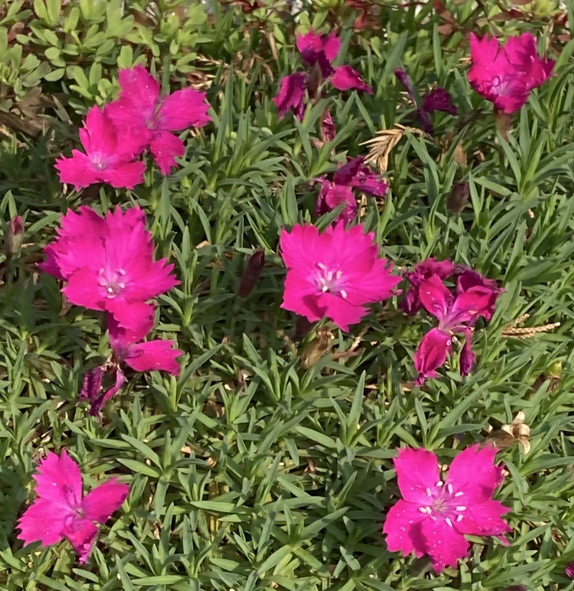 侘助（わびすけ） tweet media