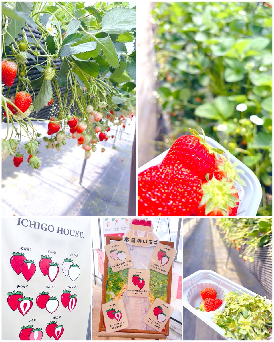 🍭つむぎちゃん🍭 tweet media