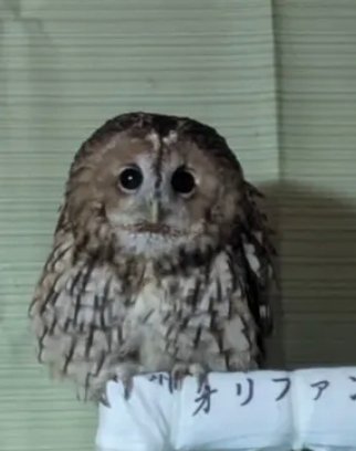 恨 | shedtwt tweet media