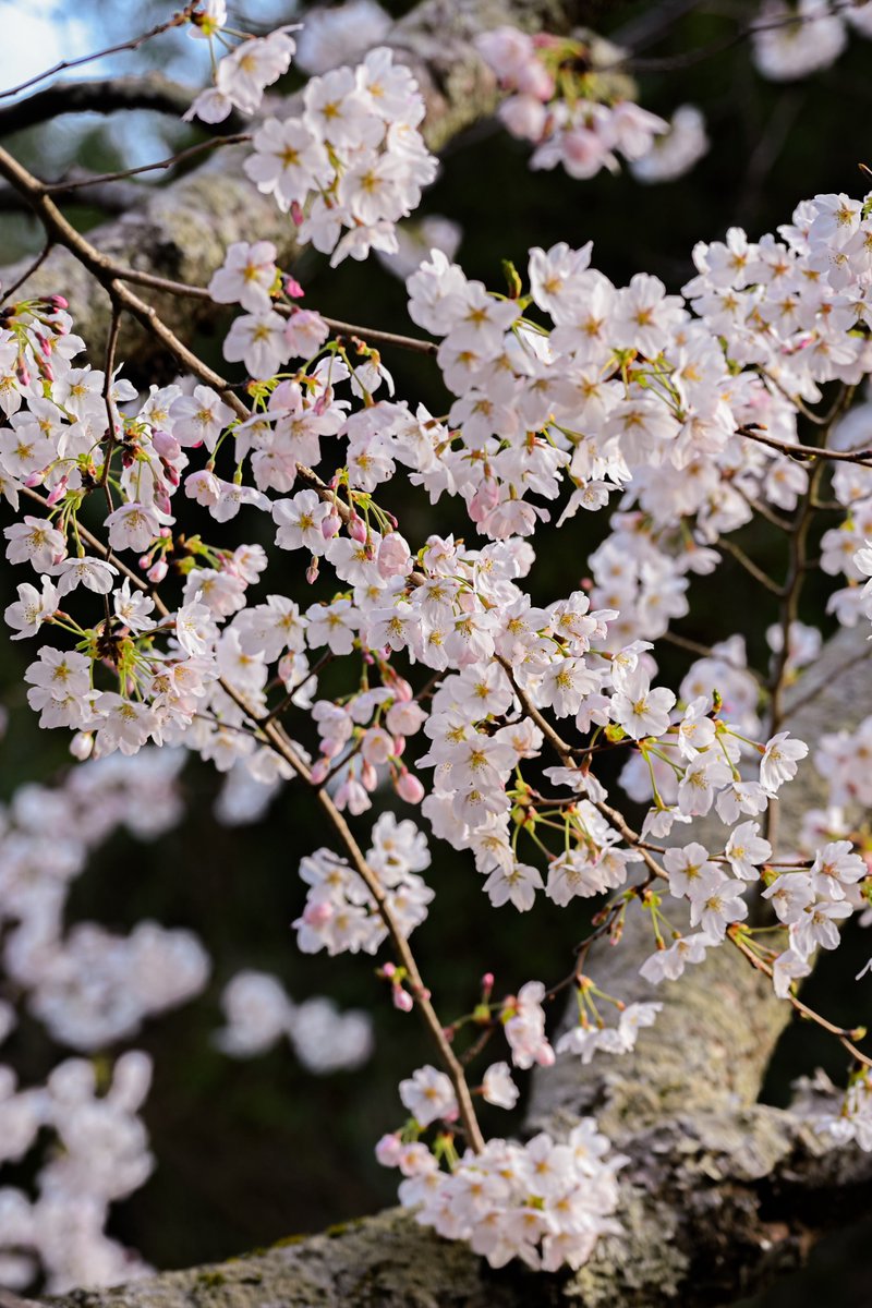 庭の桜