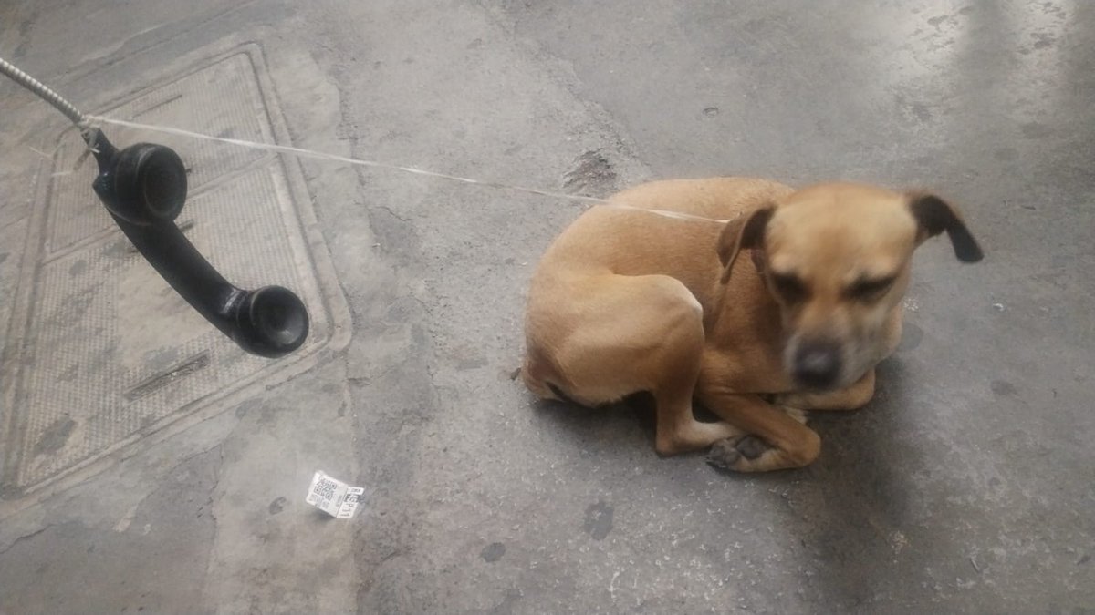 a_ranzap's tweet photo. Perrita perdida en Monterrey N.L. Centro está amarrada en 7eleven que está en la Calle Melchor Ocampo, frente al hotel city express plus. Trae collar pero no placa, se ve que es de casa. Está amarrada a un poste de teléfono #mascotaperdida #monterrey #perritaperdida https://t.co/DdmrAmTeG5