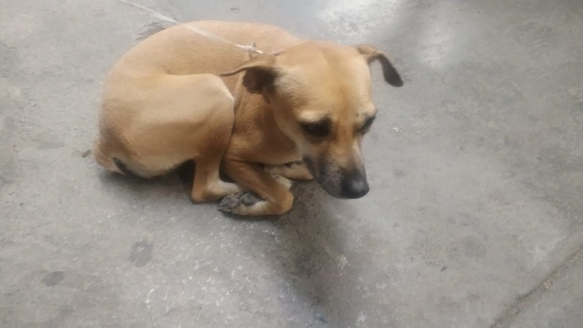 a_ranzap's tweet photo. Perrita perdida en Monterrey N.L. Centro está amarrada en 7eleven que está en la Calle Melchor Ocampo, frente al hotel city express plus. Trae collar pero no placa, se ve que es de casa. Está amarrada a un poste de teléfono #mascotaperdida #monterrey #perritaperdida https://t.co/DdmrAmTeG5
