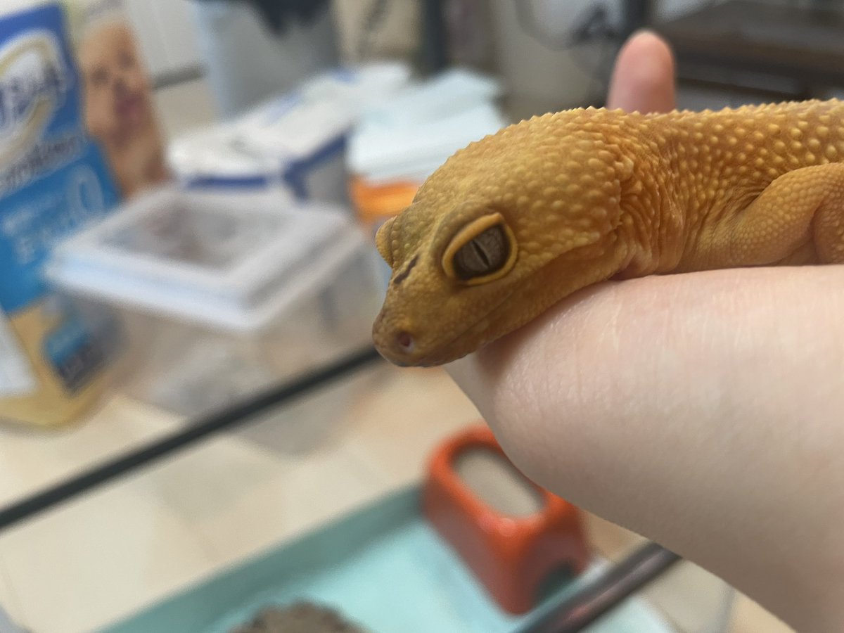 なーぉ。 tweet media