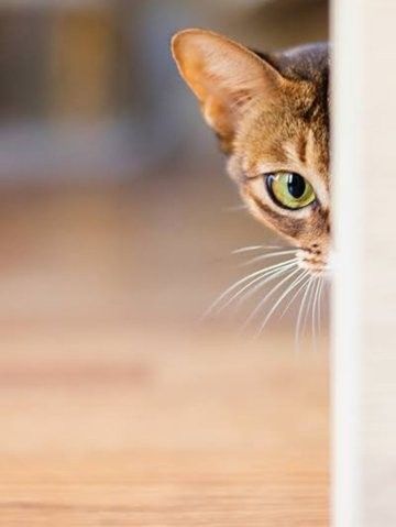 josechiche tweet media