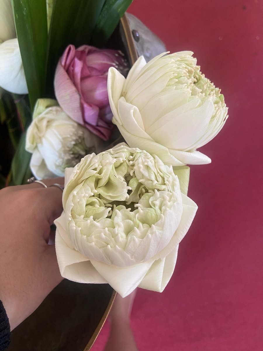 very whale 💫 ᓀ‸ᓂ tweet media