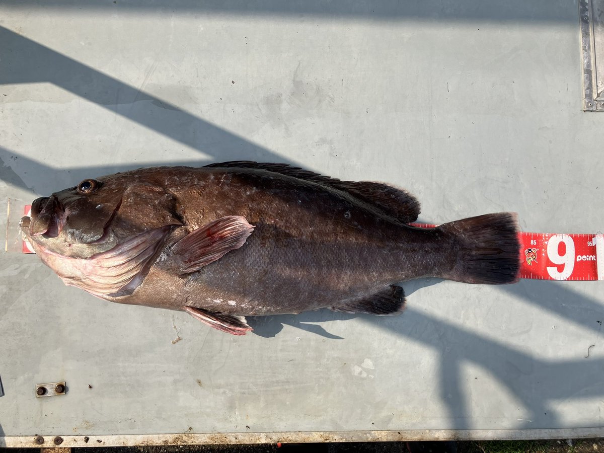 コマツ🍆🌾🎣🐻🦌🐗 tweet media