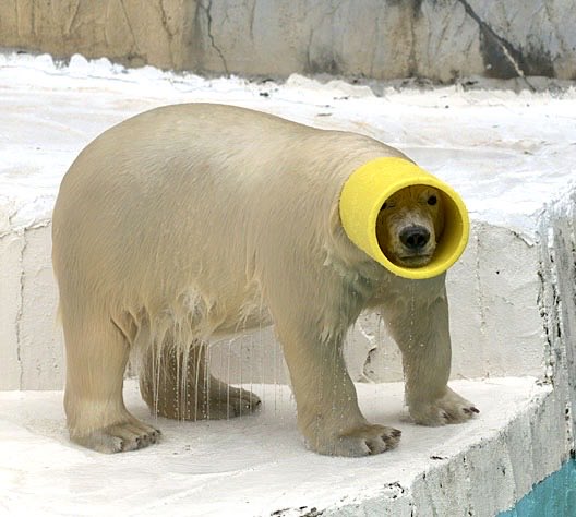 おやびん tweet media