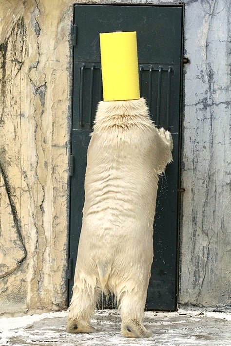 おやびん tweet media