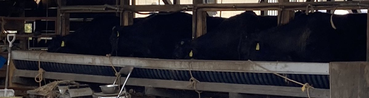 侘助（わびすけ） tweet media