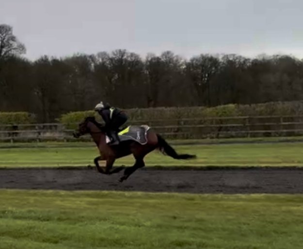 Steve 🐎 tweet media