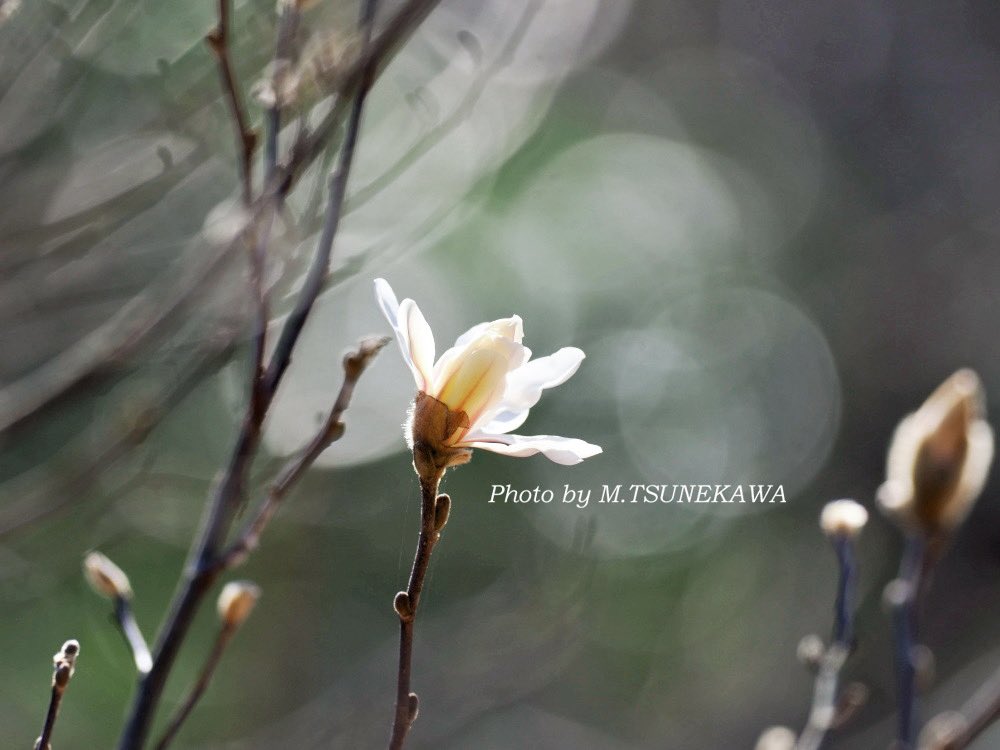 Makoto Tsunekawa tweet media