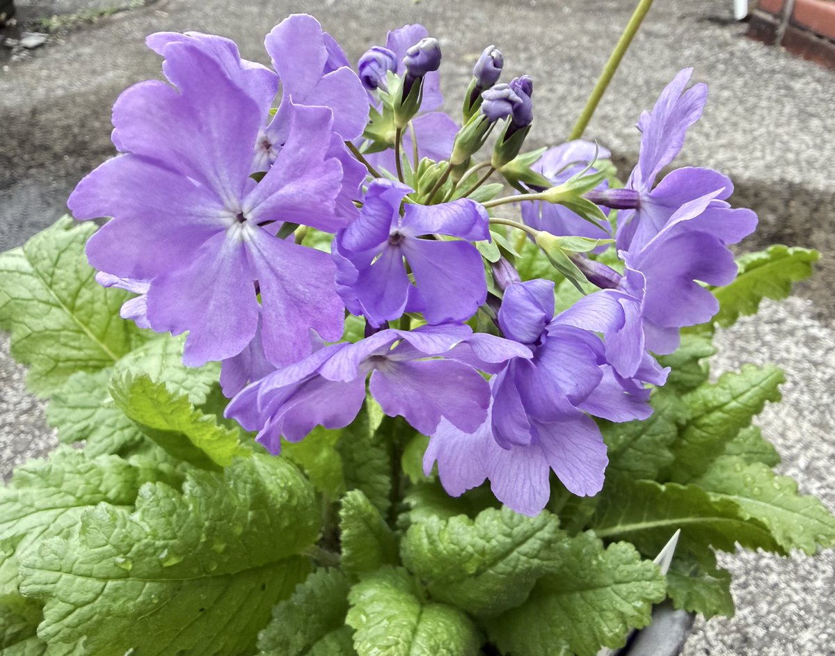 しがらみ箱 tweet media