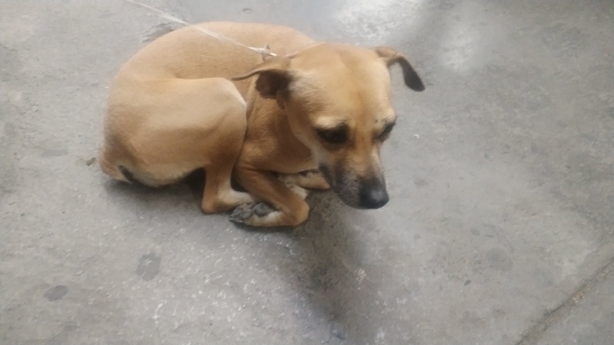 Im_stJoey's tweet photo. Perrita perdida en Centro de Monterrey!
Esta pequeña fue dejada en el Seven Eleven de Melchor Ocampo e Ignacio López Rayón.
Me encantaría poder ayudarle y llevarla conmigo, pero soy de CDMX.
Por favor si alguien conoce un refugio y pueden compartir la información seria excelente https://t.co/es1AV42cx6