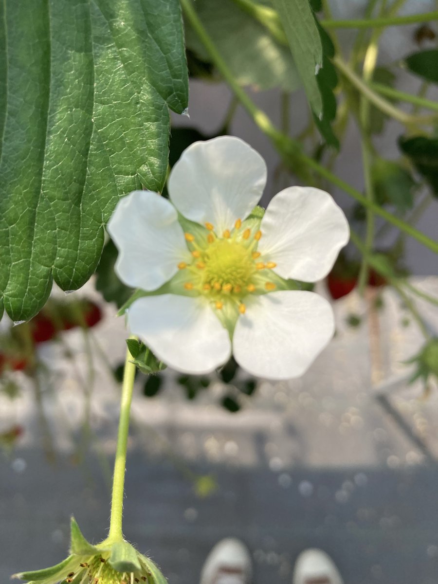 花鳥風月 tweet media