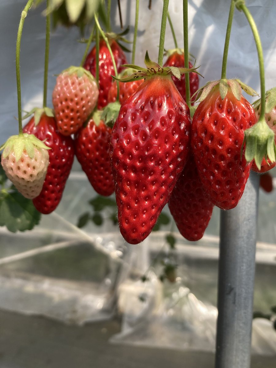 花鳥風月 tweet media