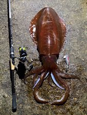 lotsway_onefish's tweet photo. ③エギング
エギと呼ばれる日本発祥のルアーを使ってイカを狙う釣り。
大阪、舞鶴など��近郊で、長崎遠征の合間で、果ては南方に遠征して狙う会員も！ https://t.co/R38h1YhvK9