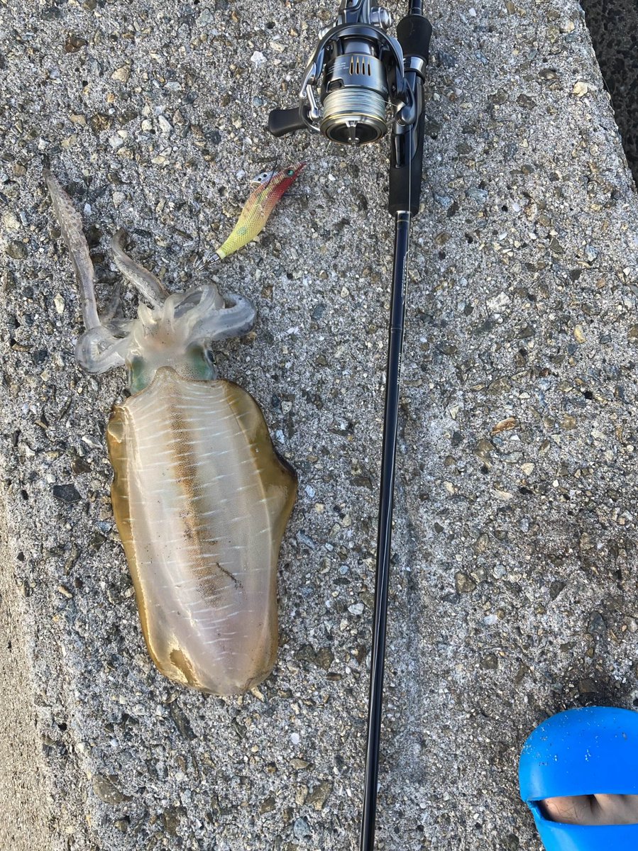 lotsway_onefish's tweet photo. ③エギング
エギと呼ばれる日本発祥のルアーを使ってイカを狙う釣り。
大阪、舞鶴など��近郊で、長崎遠征の合間で、果ては南方に遠征して狙う会員も！ https://t.co/R38h1YhvK9