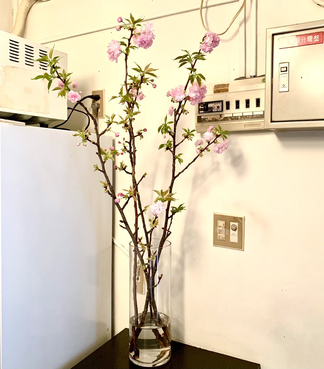 BAR PANDA tweet media