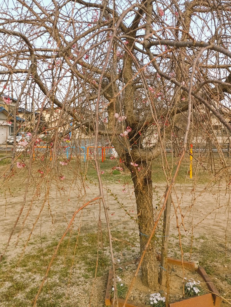 シオリ tweet media