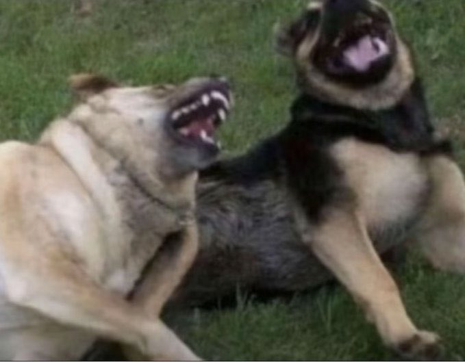 Mistral·Weidel tweet media