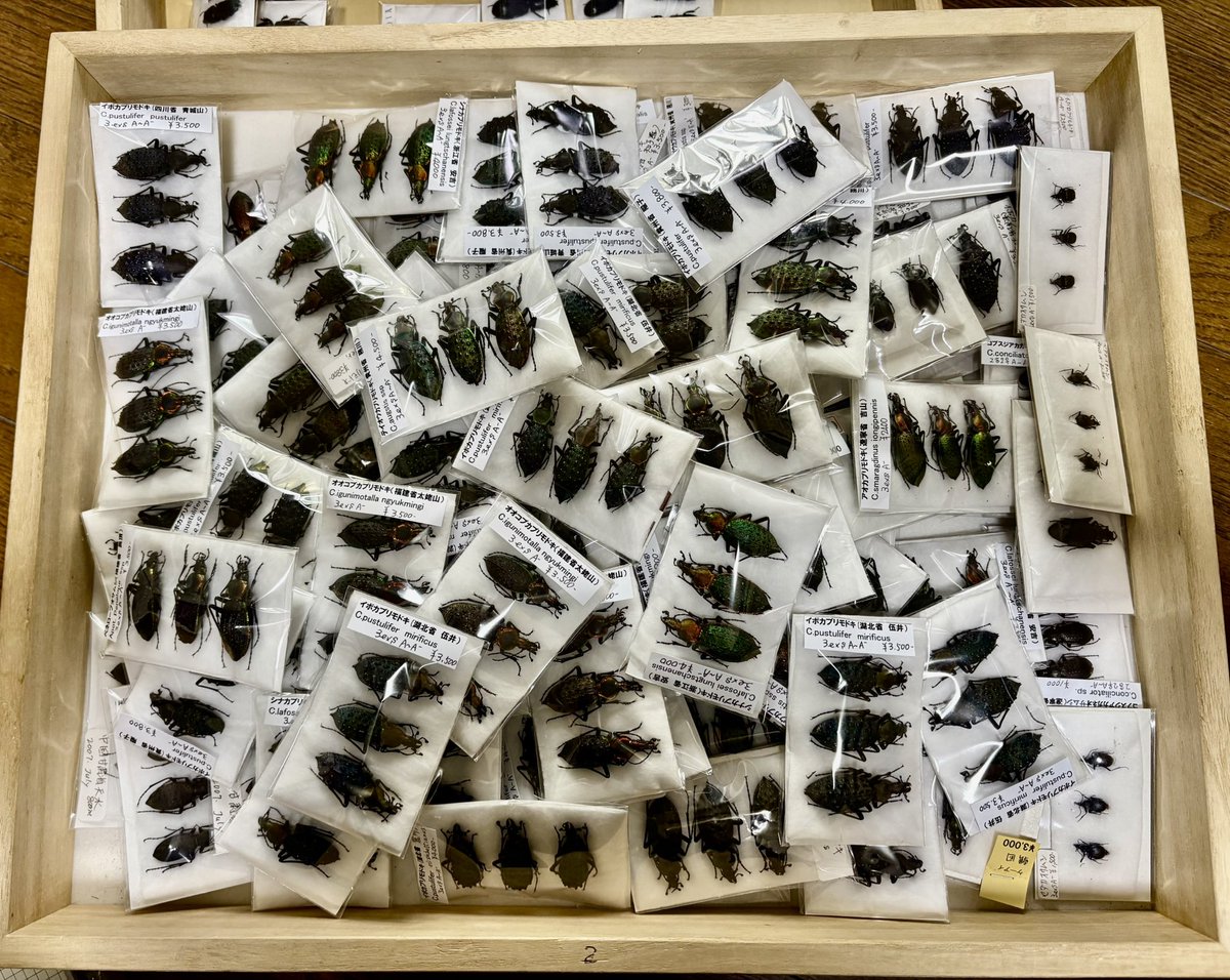 ケーアイ企画 tweet media