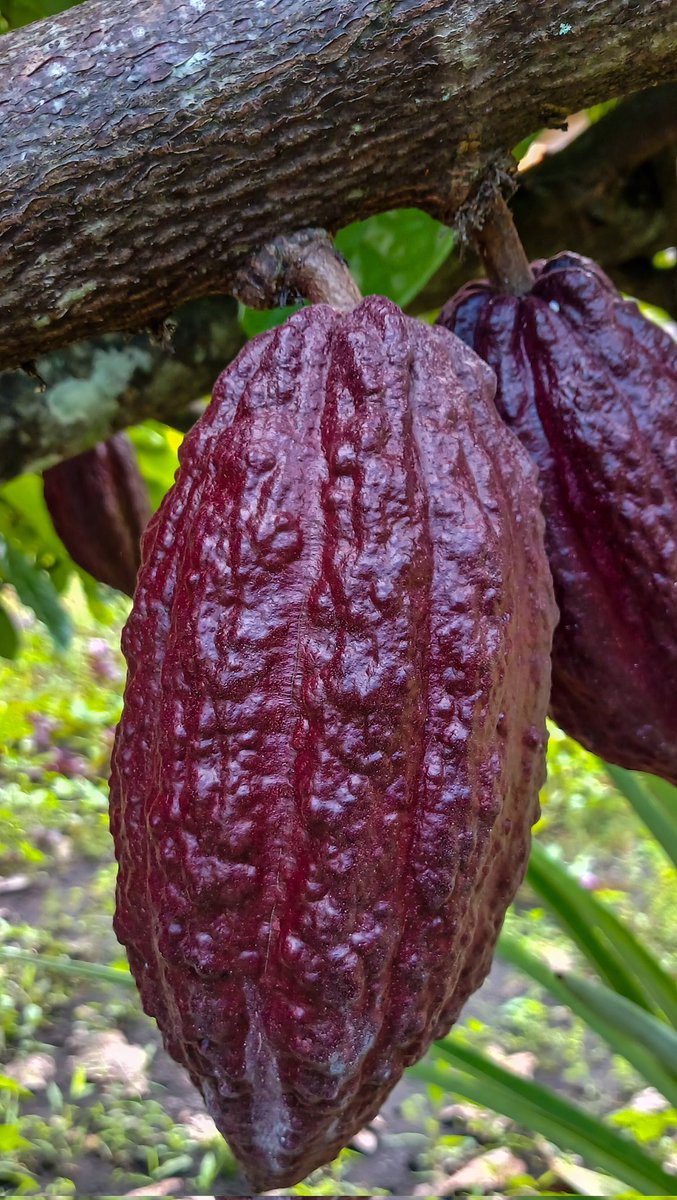 MariakiIsabella's tweet image. I am serving in a remote community where their main cash crop is cocoa. The pods are different colors because of their type and how ripe they are, not because something is wrong. 😁 
Lower Watut, Huon Gulf District, Morobe Province. 🇵🇬  #Png #cocoa #adventures