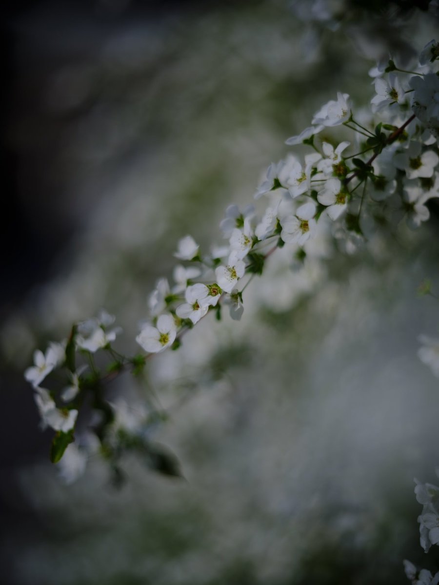 ビルダー安達 tweet media