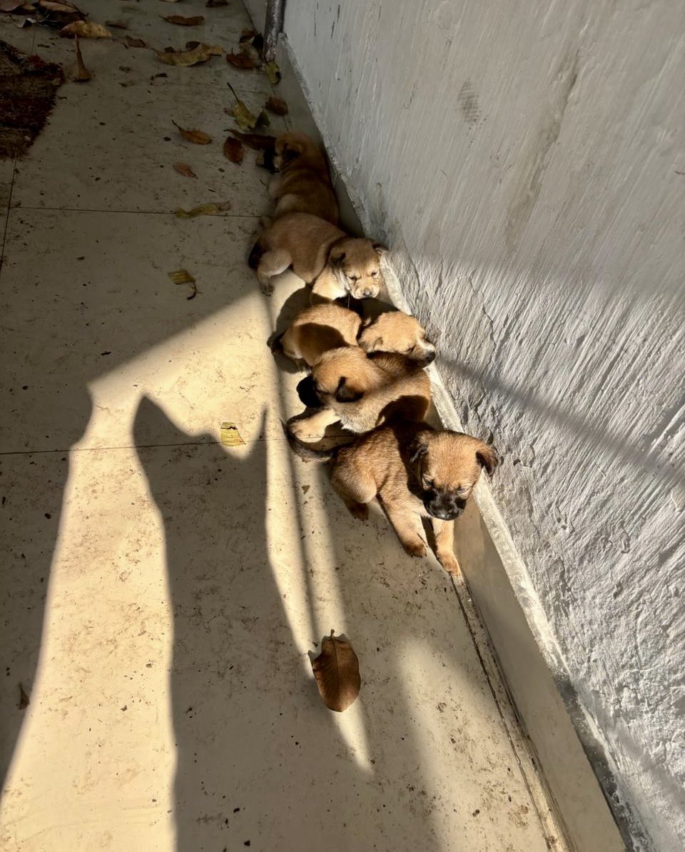 Neeloo Sherpa, IPS 🇮🇳 tweet media