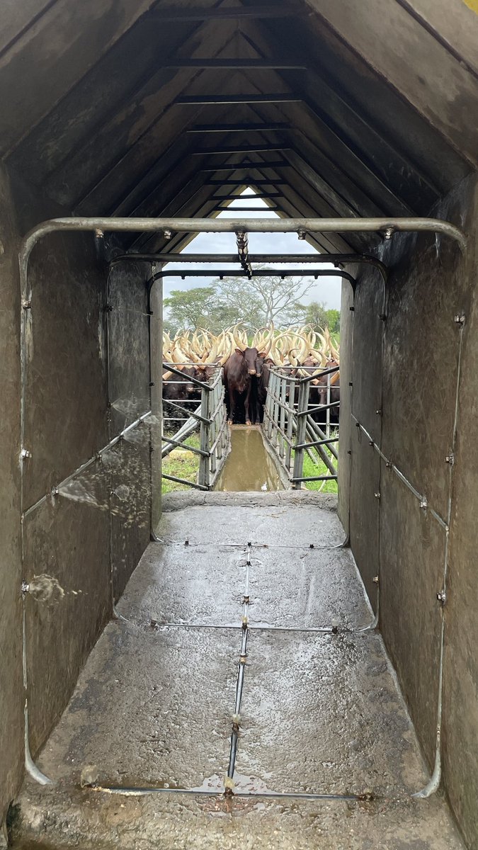 Animals’ Friend 𓃖 tweet media