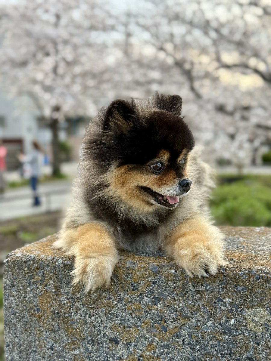 たろ吉(メスのポメ)の飼い主 tweet media